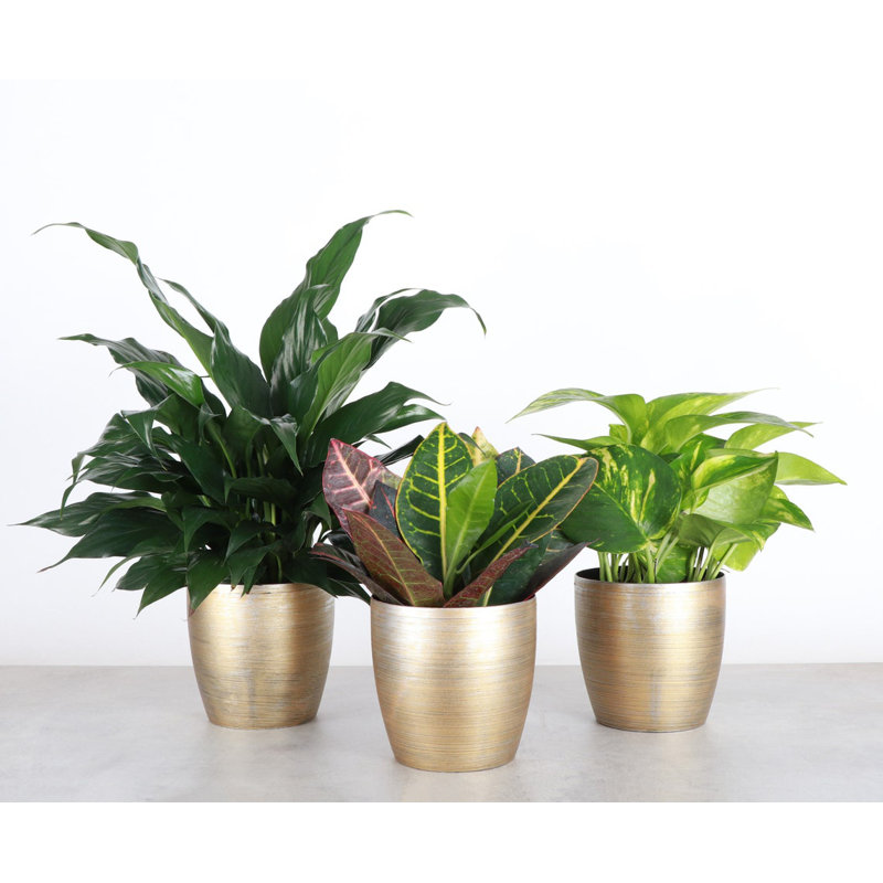 Plant in Pot, Gold