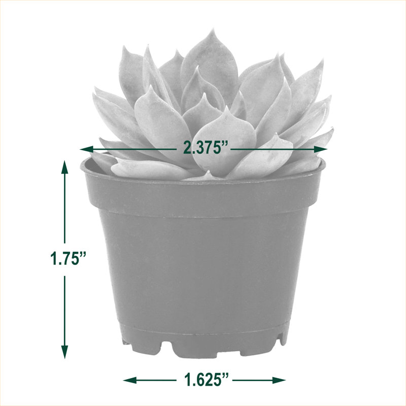1.75'' Succulent Plant in Pot, 12