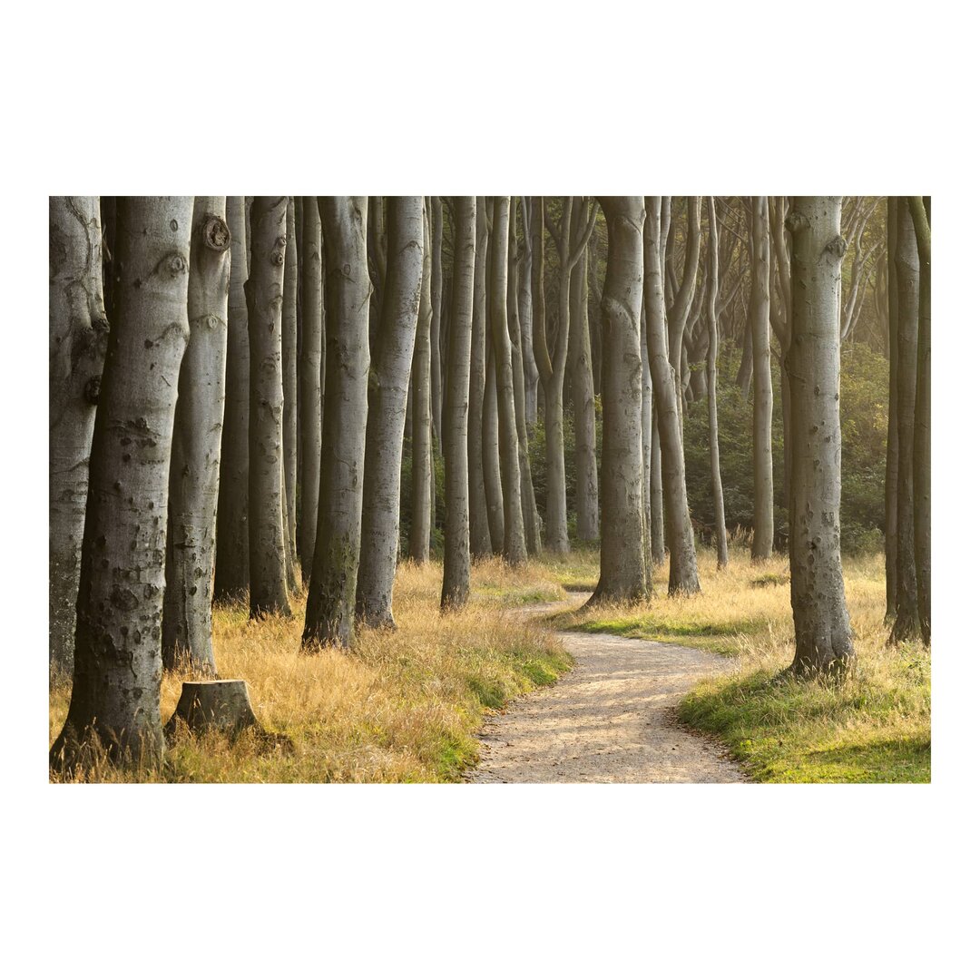 Matt Fototapete Waldweg in Norddeutschland 2,25 m x 336 cm