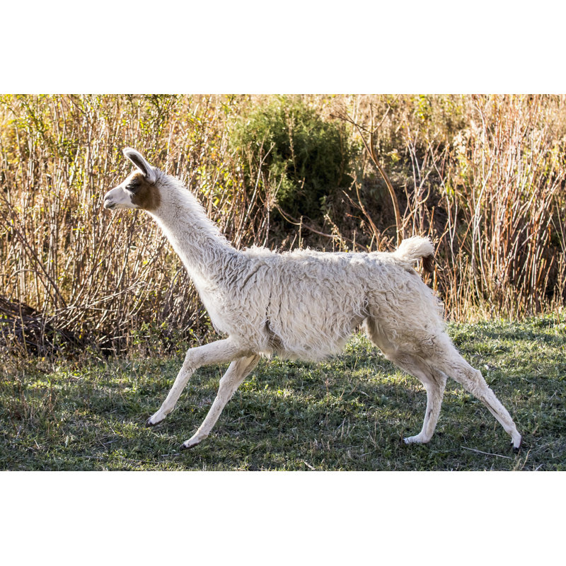 Llama Portrait IX by Tyler Stockton - Wrapped Canvas Print, 51cm H x 76cm W