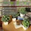 Paquet de 4 plantes artificielles en pots blancs