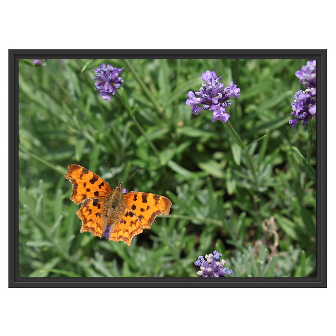 Gerahmtes Wandbild Schmetterling auf Blumenwiese