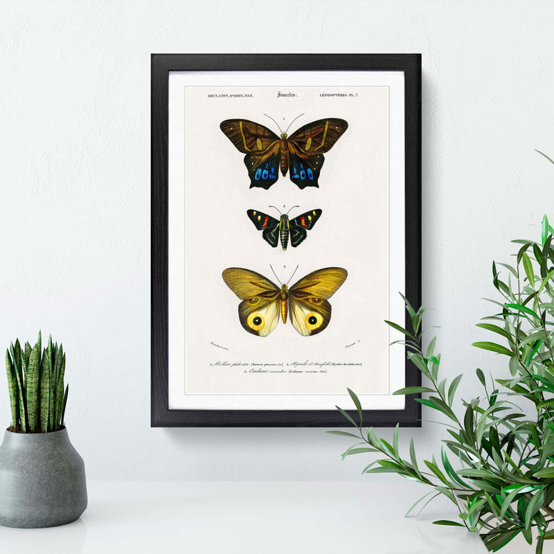 Butterfly Illustrations PL. 7 by Charles d' Orbigny - Picture Frame Graphic Art Print, 65cm H x 48cm W x 2cm D, Black Framed