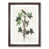 Walnut Framed