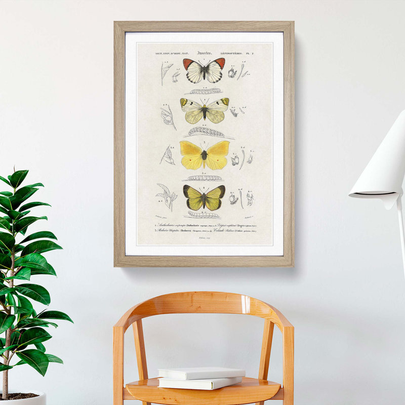 Butterfly Illustrations PL. 2 by Charles d' Orbigny - Picture Frame Graphic Art Print, Oak Framed, 48cm H x 36cm W x 2cm D