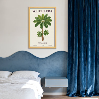 Plantes et fleurs, plante Schefflera, reproduction d'art botanique