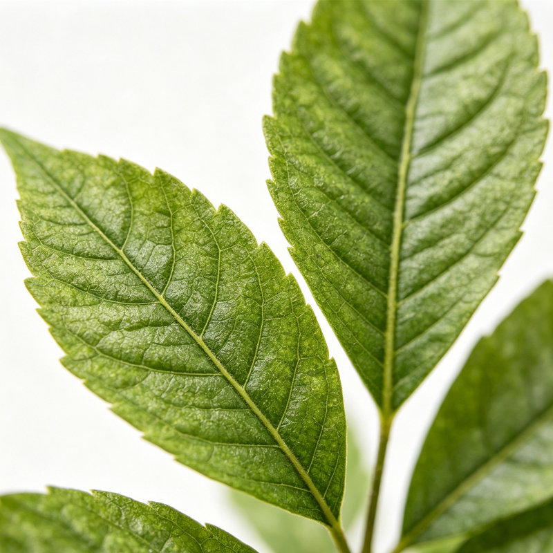 Plantes artificielles réalistes pour la décoration intérieure