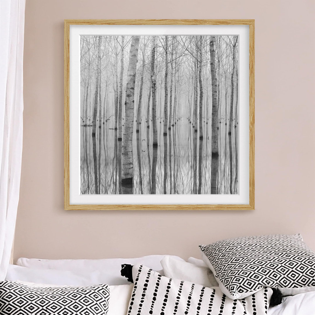 Gerahmtes Poster Birch Trees in November