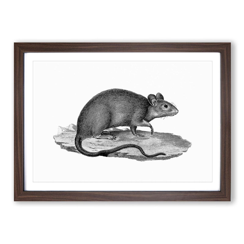 Rat Illustration - Picture Frame Drawing Print, Walnut Framed, 27cm H x 36cm W x 2cm D