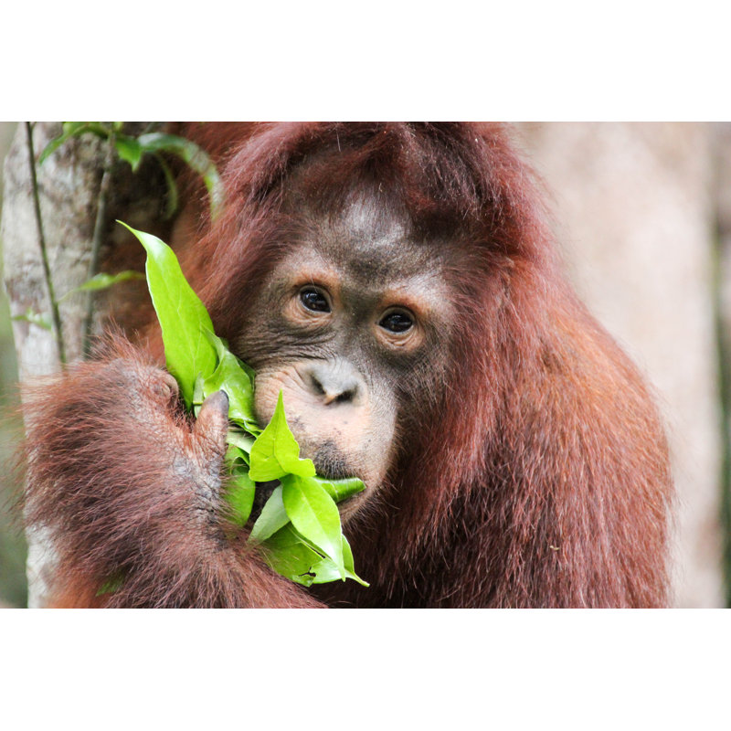 Orang-outan mangeant par Mrmiagi - photographie sur toile tendue, L 36 po x H 24 po