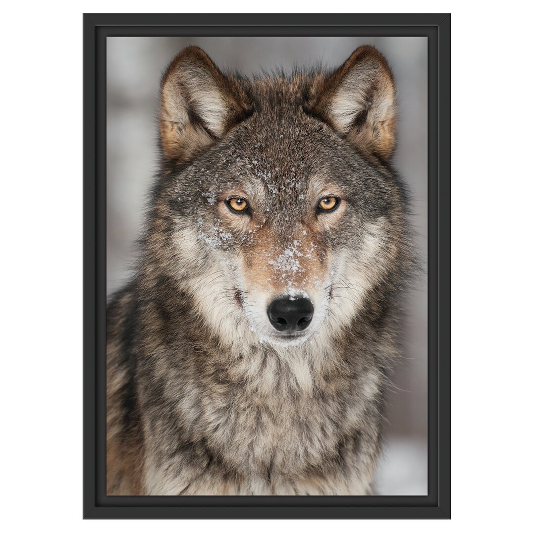 Gerahmtes Wandbild Wachsamer Wolf