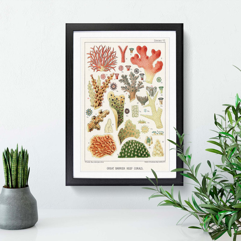 Great Barrier Reef Corals VII by W. Saville-Kent - Picture Frame Painting Print on MDF, Black Framed, 65cm H x 48cm W x 2cm D