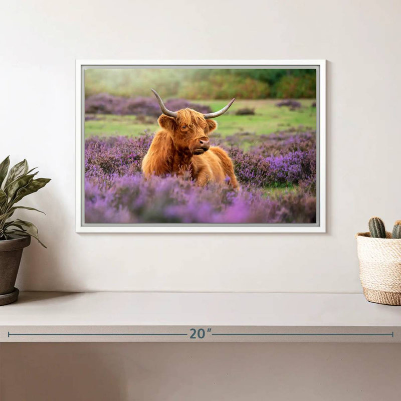 Highland Cow Paradise, Cadre flottant blanc, 13 po x 9 po