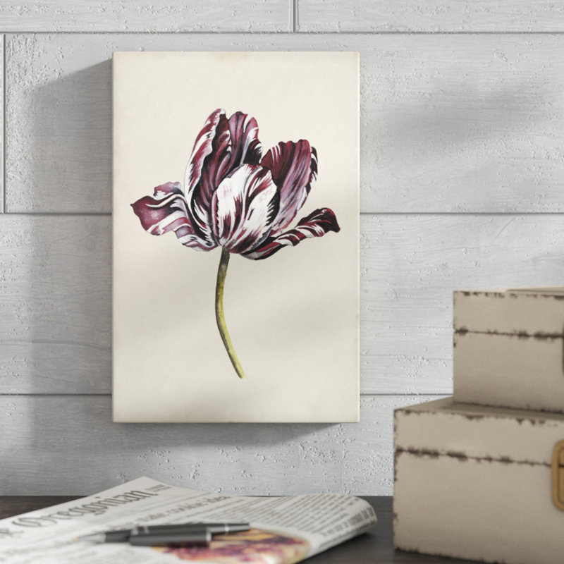 Antique Tulip Study I by Naomi McCavitt - Painting Print, 30cm H x 20cm W, Wrapped Canvas