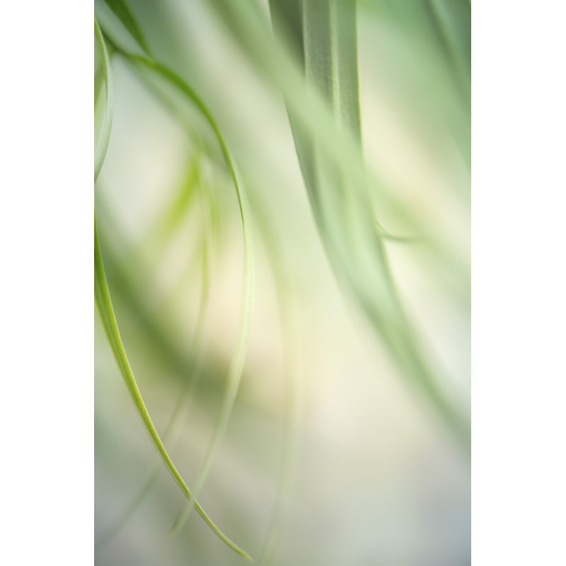Harmonic I by Dianne Poinski - Photograph, 122cm H x 81cm W, Wrapped Canvas