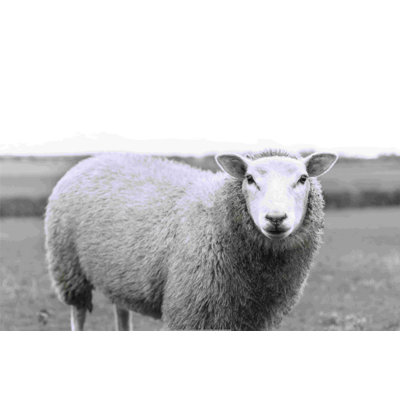 " Black And White Sheep Up Close "