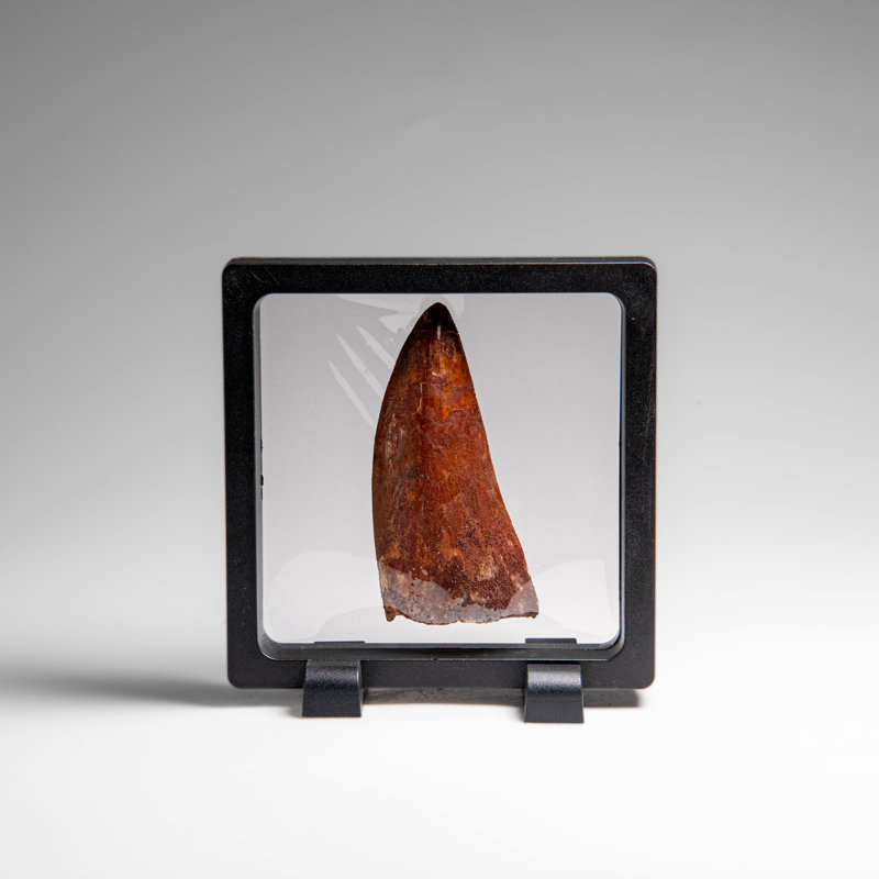 Genuine Natural Carcharodontosaurus Dinosaur Tooth In Display Box