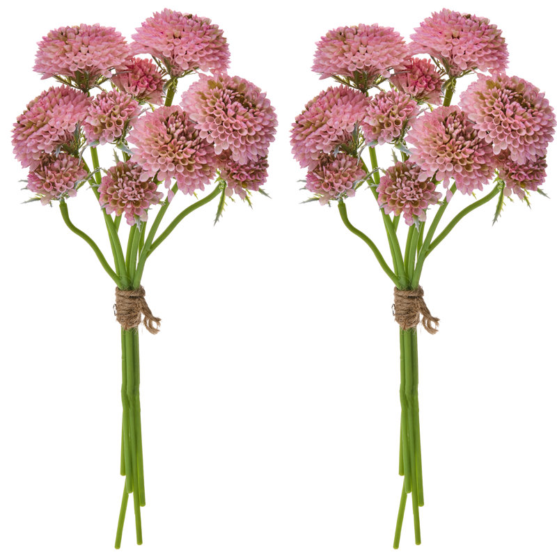 Ensemble de 14 po Scabiosa, Rose