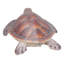 GRANDE TORTUE DE MER