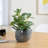 Zygi Bird Gloss Ceramic Planter Pot for 4" Nursery Pots (Gray)-2050265110