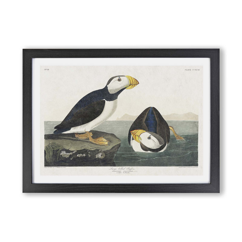 Atlantic Puffins by John Audubon - Single Picture Frame Painting, Black, 45cm H x 63cm W x 2cm D