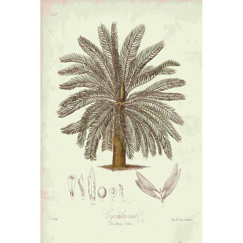 Palmier tropical antique I, H 12 po x l 8 po