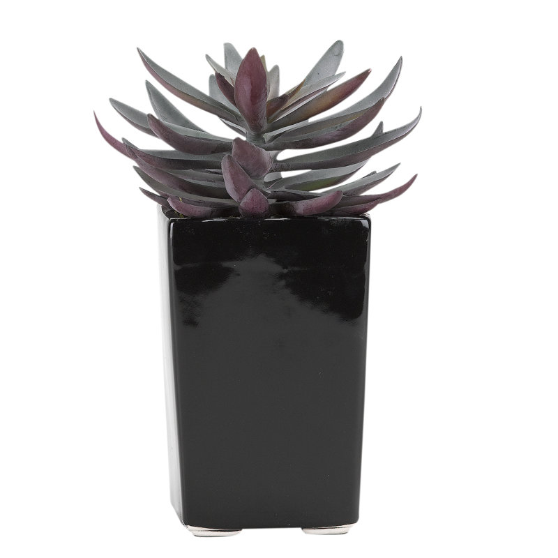 Echeveria plante de sol en céramique carrée en pot