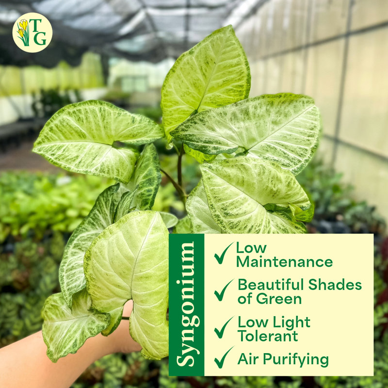 Live White Butterfly Plant, 11" H x 4.5" W x 4.5" D