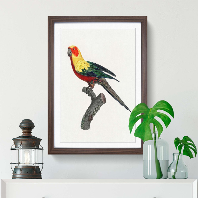A Sun Parakeet by F. Levaillant - Single Picture Frame Painting, 45cm H x 33cm W x 2cm D, Walnut Framed