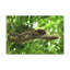 No Frame Print on Canvas-1322652049