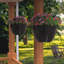 Pot à fleurs suspendu Wetumka-1000764650-1000764641