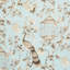Oiseaux Et Fleurs Fabric-22437092