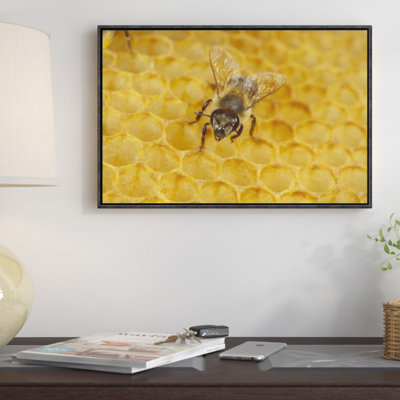 " Honey Bee On Honeycomb, Germany "