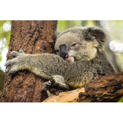 " Koala Sleeping " by Mazzzur