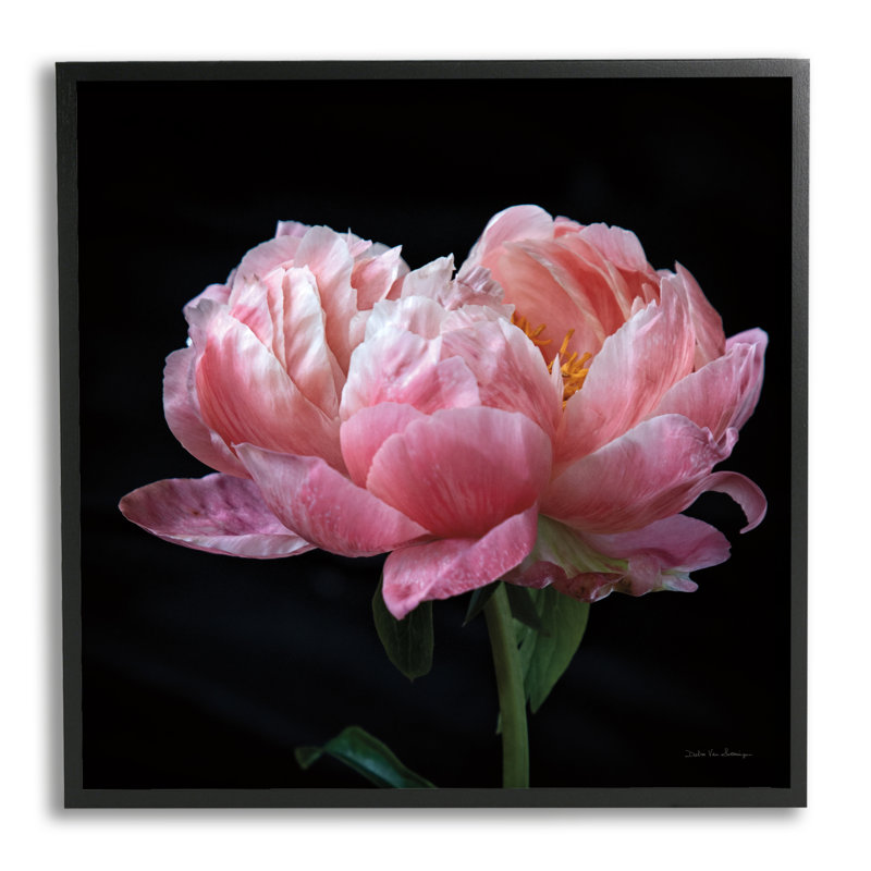 «Blooming Rose On», impression encadrée sur bois par Debra Van Swearingen, Giclée encadrée noir minuit