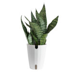 Costa Farms Indoor Snake Plant Sansevieria Zeylanica House Plant in 6-inch Décor Pot
