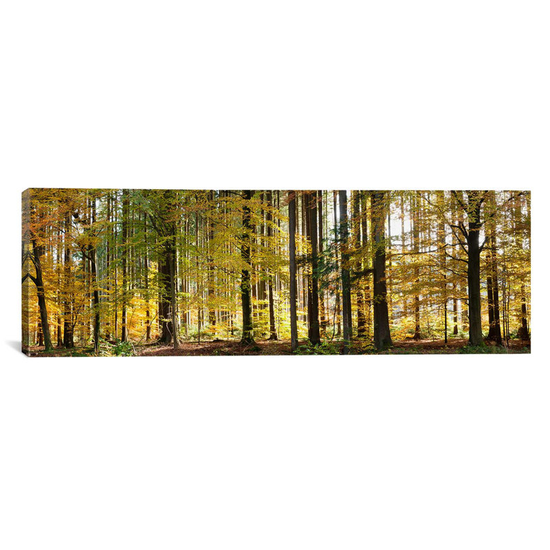 «Panoramic Trees», reproduction de photo sur toile tendue, H 12 po x l 36 po x P 1,5 po, Toile tendue