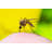 Dangerous Mosquito Bite by Nechaev-kon - Wrapped Canvas Print-1756859190