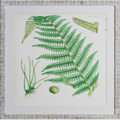 « brillante palms vi », impression encadrée