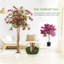 Plant-1542933259