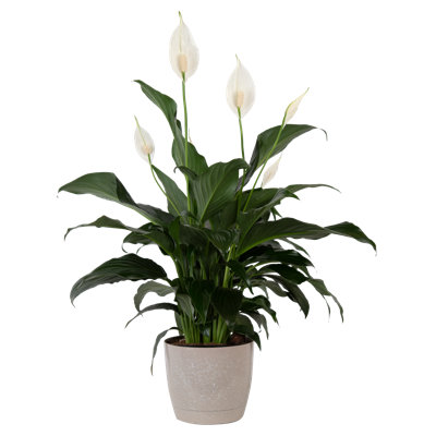 Costa Farms Indoor Peace Lily Spathiphyllum House Plant in 6-inch DÃ©cor Pot -  CO.PE06.4D.HUM.CRM