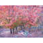 Autumn Maple Trees In Zion National Park Print by Bruce Heinemann-71199721-92903771-132510958