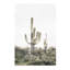« rosé timide cactus », photographie-43719286-43719285