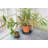 Saucer Plant Stand