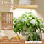 Plant Stand