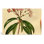 Botanical Magazine Plate 175 - Mountain Laurel (Kalmia latifolia) - Art mural sur toile paysage