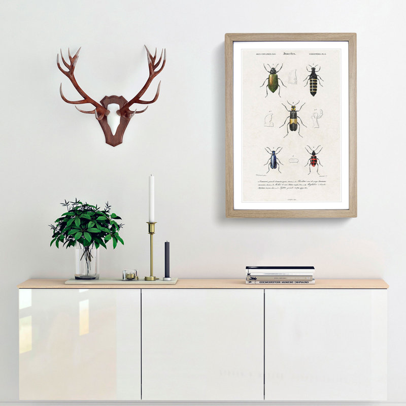 Beetle Illustrations PL.8 by Charles D'Orbigny - Single Picture Frame Print, 45cm H x 33cm W x 2cm D, Oak Framed
