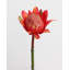 Protea Blush Waratah Bloom 31 po-2115729980-2115729981
