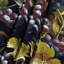 Tapisserie murale Fruit Muscadine-133647604