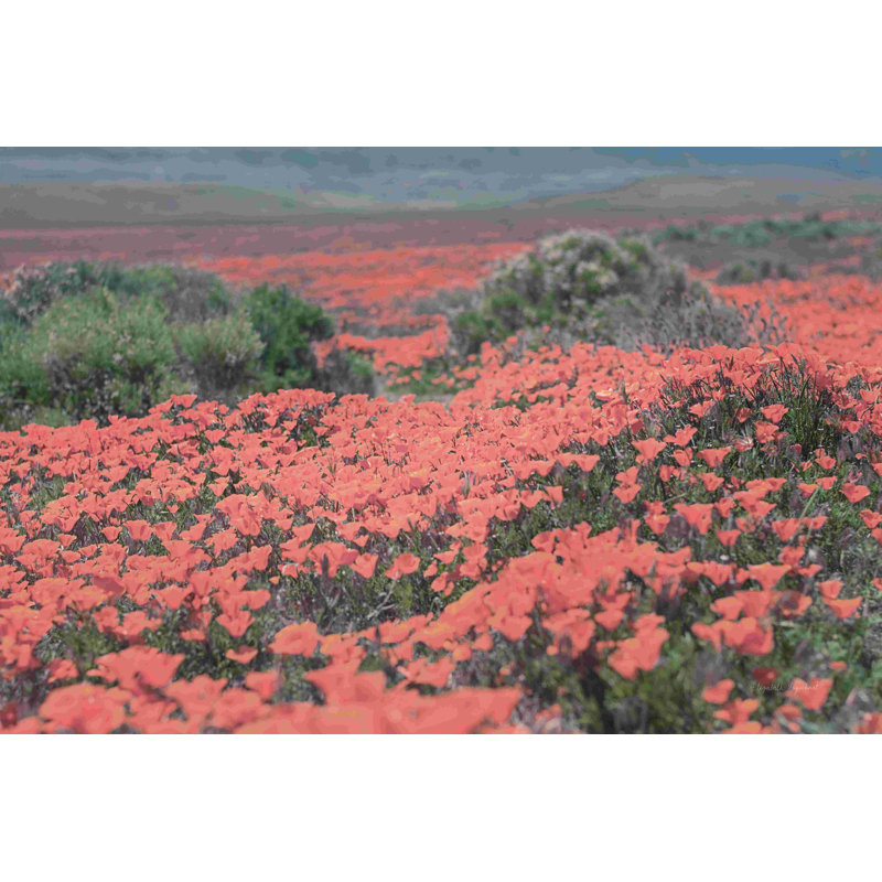 California Blooms II, H 24 po x l 36 po